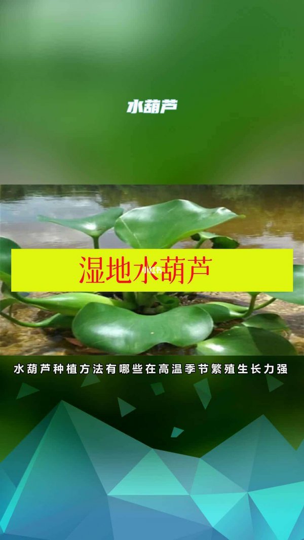水葫芦种子怎么种植