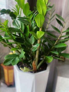 金钱树种子怎么种植 如何种植金钱树种子？