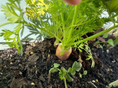 胡萝卜种子怎么种植 如何种植胡萝卜种子

种植胡萝卜的方法