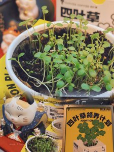 幸运草种子怎么种植 如何种植幸运草的种子？