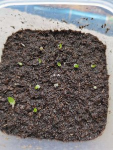 玉露种子怎么种植 如何种植玉露种子？