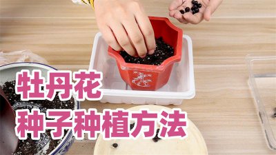 壮阳果种子怎么种植 如何种植壮阳果种子？