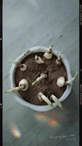 水仙花种子怎么种植 水仙花如何播种？