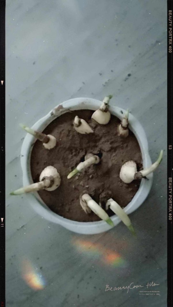 水仙花种子怎么种植