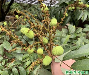 荔枝种子怎么种植 种植荔枝种子的方法
种植荔枝的步骤