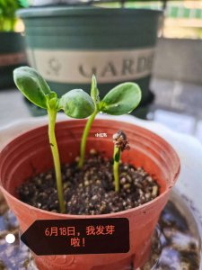 发芽种子怎么种植 发芽种子的种植方法
种植发芽种子的步骤