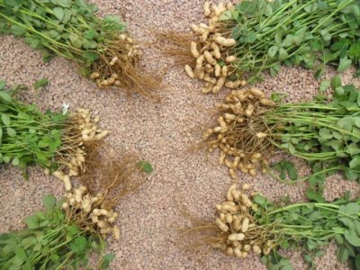 花生种子怎么种植 播种花生种子的方法
种植花生的步骤