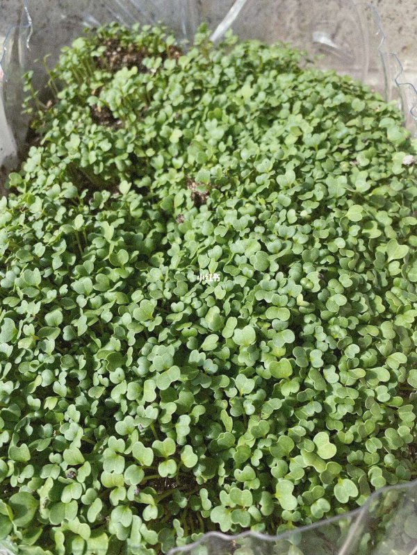 菜心种子怎么种植