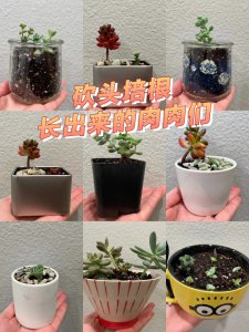 多肉水培好还是土培好 多肉水培与土培哪个更好？