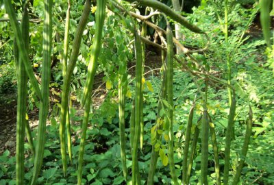 辣木籽种子怎么种植 怎样种植辣木籽？