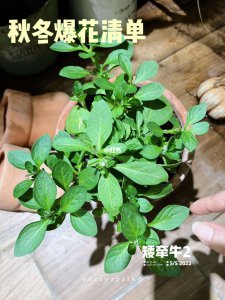 矮牵牛打顶时间及方法步骤 矮牵牛修剪顶部的时间和步骤