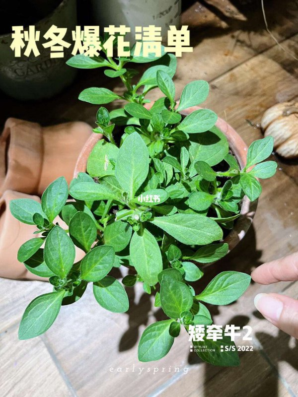 矮牵牛打顶时间及方法步骤
