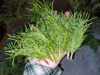 波斯菊打顶时间及方法步骤 波斯菊修剪方法和时机步骤