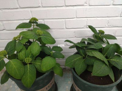 无尽夏打顶时间及方法步骤 夏日尽头如何有效提高打顶效率？