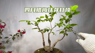 腊梅打顶时间及方法步骤 腊梅修剪指南打顶时间和方法步骤