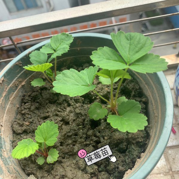 圣女果打顶时间及方法步骤
