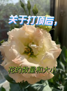 洋桔梗打顶时间及方法步骤 洋牵牛剪顶时间和操作步骤