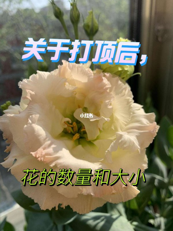 洋桔梗打顶时间及方法步骤