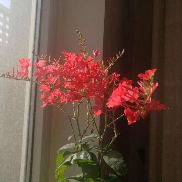 红雪花打顶时间及方法步骤