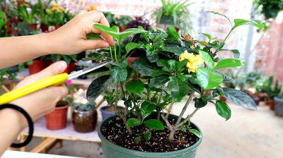 栀子花打顶时间及方法步骤 栀子花修剪方法和时间