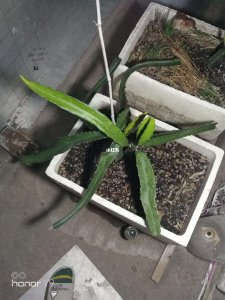 火龙果打顶时间及方法步骤 火龙果切顶的时间和方法步骤
