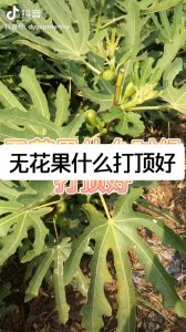 无花果打顶时间及方法步骤 无花果修剪时间和技巧步骤