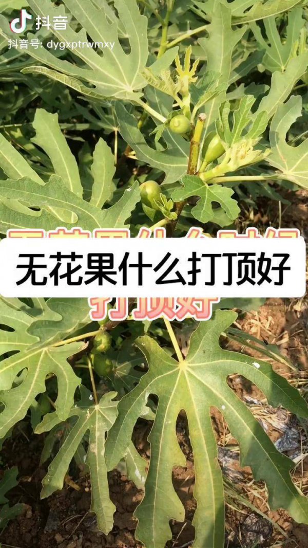 无花果打顶时间及方法步骤