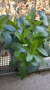 长春花打顶时间及方法步骤 长春花如何进行打顶处理？
