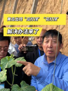 黄瓜瓜打顶时间及方法步骤 黄瓜瓜打顶的最佳时间和正确方法步骤