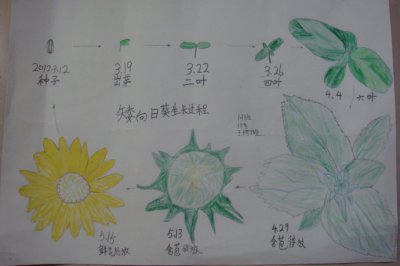向日葵打顶时间及方法步骤 向日葵修剪打顶时间和步骤