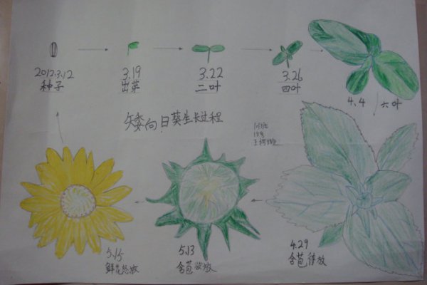 向日葵打顶时间及方法步骤