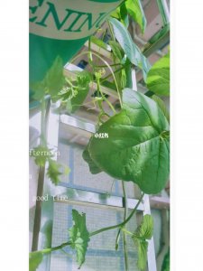 羊角蜜打顶时间及方法步骤 制作羊角蜜打顶的时间和步骤