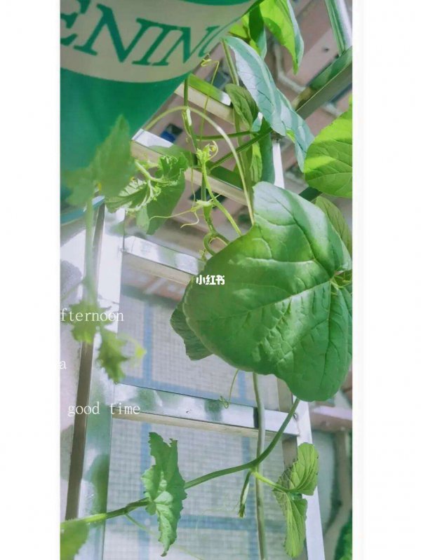 羊角蜜打顶时间及方法步骤