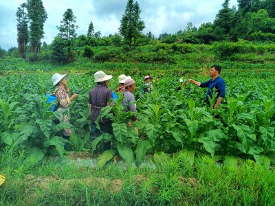 烟草打顶时间及方法步骤 烟草压紧步骤及时间指南