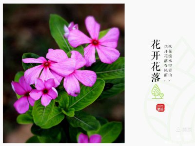长春花怕晒吗 怕阳光晒吗