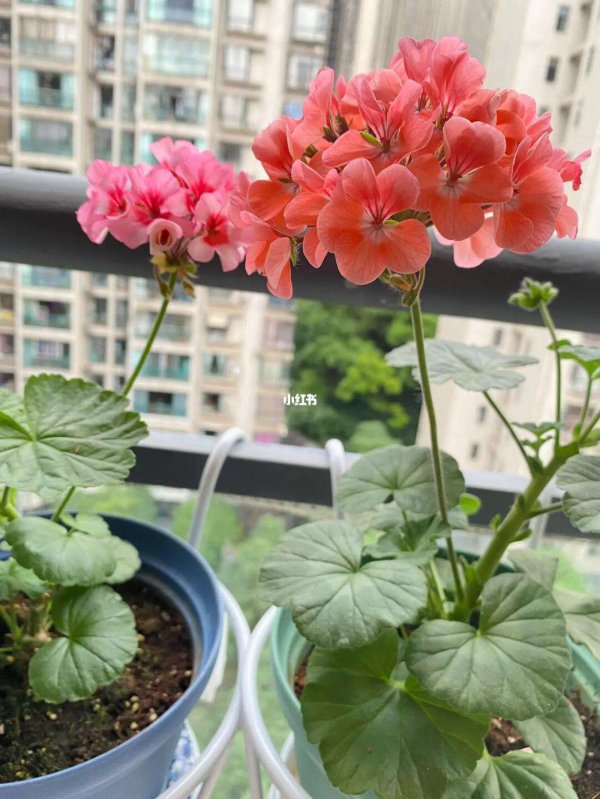 天竺葵怕晒吗 怕阳光晒吗
