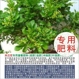 米兰施什么肥最好 如何选择最适合米兰的肥料
