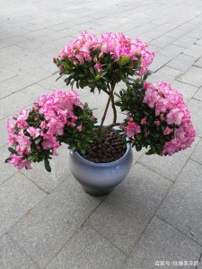 杜鹃花怕晒吗 怕阳光晒吗