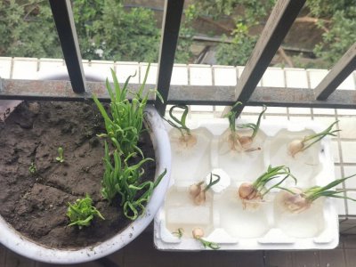 阳台种菜水培好还是土培好 阳台栽培选择水培还是土培更好？