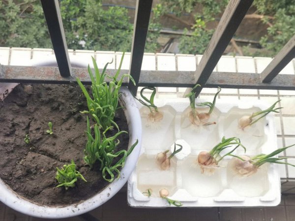 阳台种菜水培好还是土培好