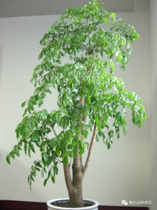 幸福树怕晒吗 怕阳光晒吗