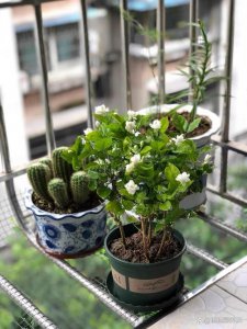 茉莉花怕晒吗 怕阳光晒吗