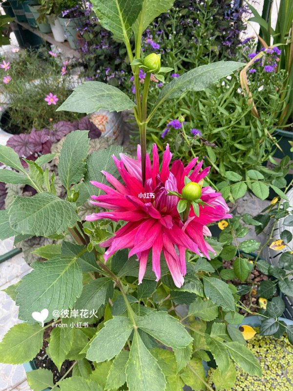大丽花怕晒吗 怕阳光晒吗