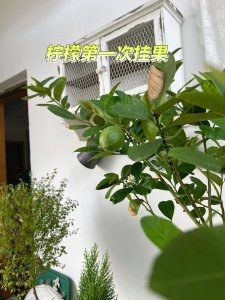 柠檬树怕晒吗 怕阳光晒吗