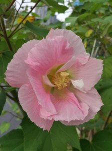 芙蓉花怕晒吗 怕阳光晒吗