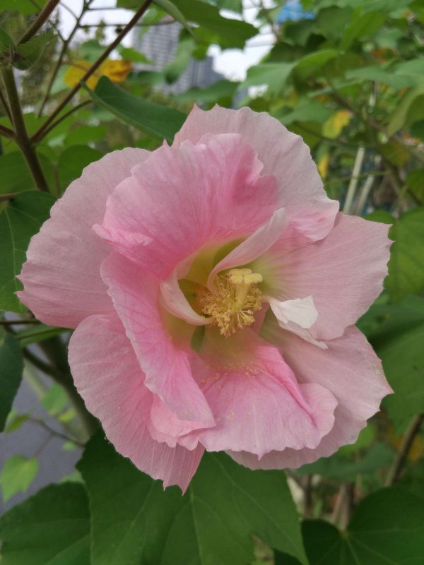 芙蓉花怕晒吗 怕阳光晒吗