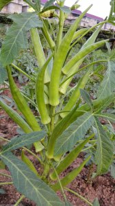 秋葵里籽可以种吗 秋葵籽可用来种植吗？