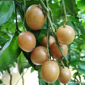 黄皮果籽可以种吗 黄皮果籽适合种植吗？