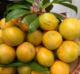 鸡蛋果籽可以种吗 鸡蛋果籽适合种植吗？