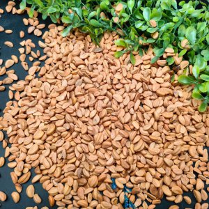 山楂籽可以种吗 山楂籽适合种植吗？